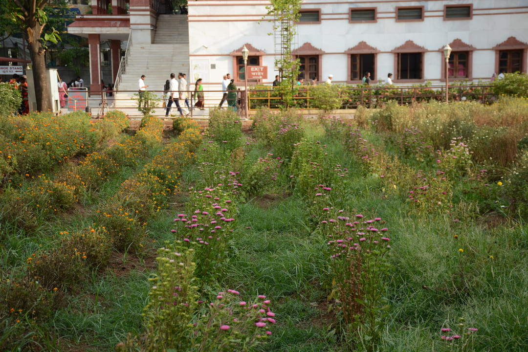 Flower-farm